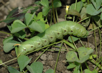 Windenschwärmer (Agrius convolvuli) - © Leo Kuzmits